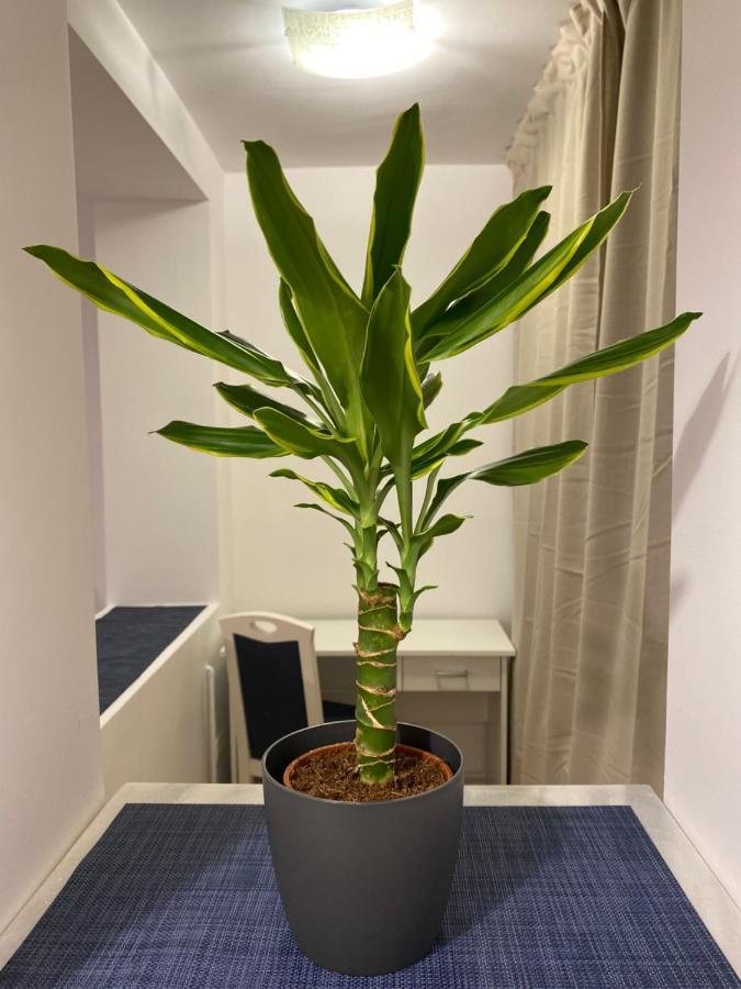 Apartment Take Pro Timişoara